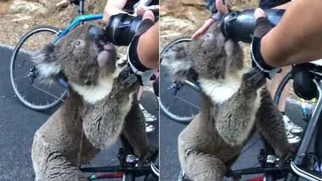 Un koala însetat cere ajutorul unui grup de bicicliști - VIDEO