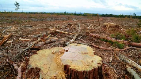 Condamnare-record la Iași Peste 25 de indivizi au primit o pedeapsă totală de peste un secol de închisoare Daune de peste două milioane de lei pentru devastarea unei păduri