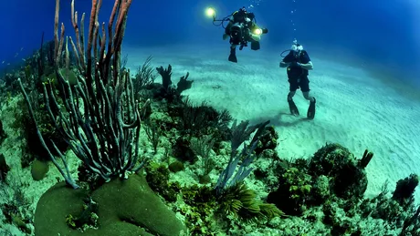 Cum ar putea fi salvate recifele de corali
