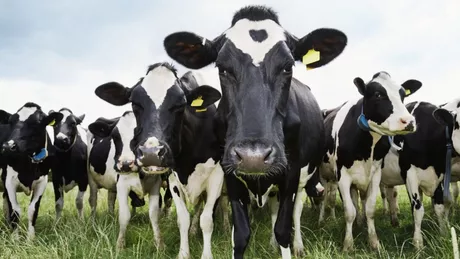 Vacile de rasă din Iași vor fi numărate și genotipate