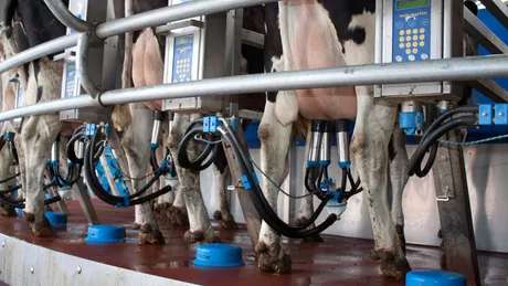 Finanțele ieșene vând echipamente de muls vacile