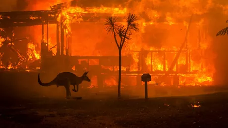 Incendiile din Australia s-au unit. Suprafaţa totală afectată este de 500 000 hectare - VIDEO