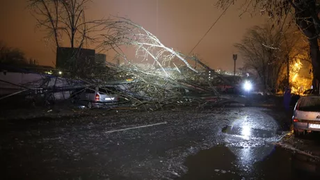 Vântul puternic pune copacii la pământ. Intervenție a unui echipaj de descarcerare într-un cartier din Iași