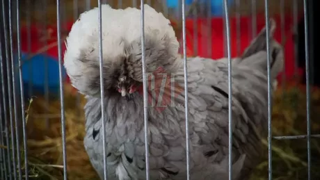 Expoziția de păsări de la Holboca anulată din cauza coronavirusului