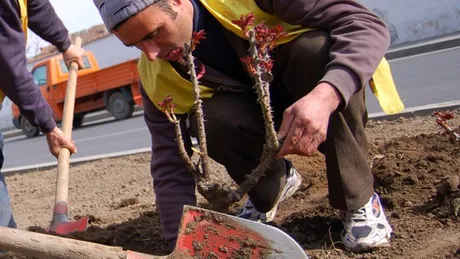 Am cumpărat butaşi de trandafir. Cum îi plantez