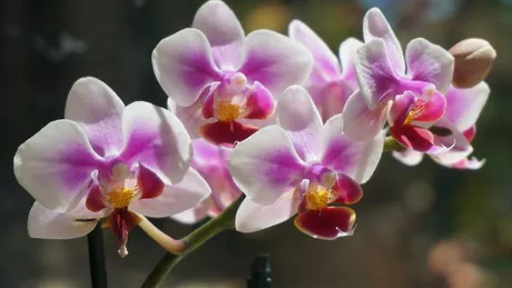 Cum se inmulteste orhideea. Cele mai eficiente metode