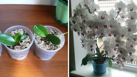 Cum să faci orhideea să înflorească