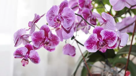 Cum îngrijeşti orhideea Specialistul îţi spune ce să faci ca să înflorească tot anul