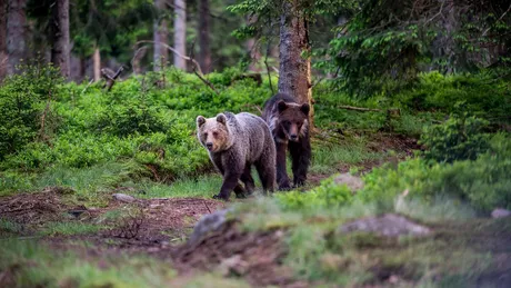 Jandarmii au intervenit în acest weekend după ce urșii au coborât în două localități din Prahova