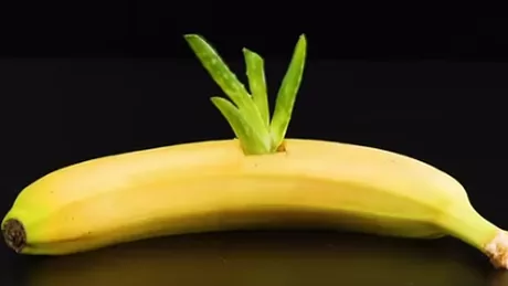 Incredibil Iată de ce ar trebui să puneți un Aloe Vera într-o banană - VIDEO