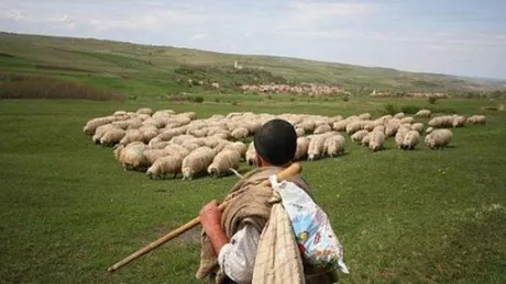 Un cioban a fost bătut și legat de hoţi după ce i s-au furat mai mulţi miei