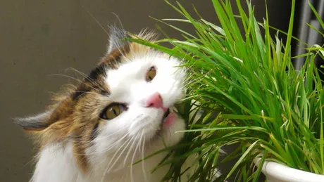 De ce mananca iarba pisicile. 3 motive pentru comportament ciudat
