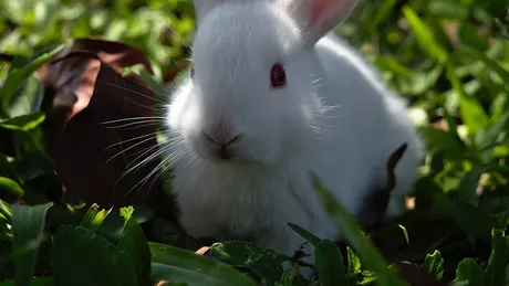 Cruzime fără margini în Iași Un iepuraș ucis în bătaie de un tânăr Animalul lovit cu picioarele până și-a dat duhul