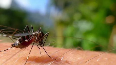 Cum scapi de țânțari. 5 metode naturale prin care te ferești de aceste supărătoare insecte