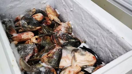 Comisarii ANPC amenzi de 145.000 lei. S-au găsit insecte în mâncare peşte congelat pe post de peşte proaspăt - FOTO