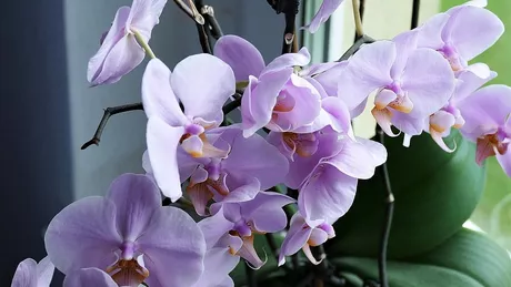 Cum se prepară soluția de usturoi pentru orhidee