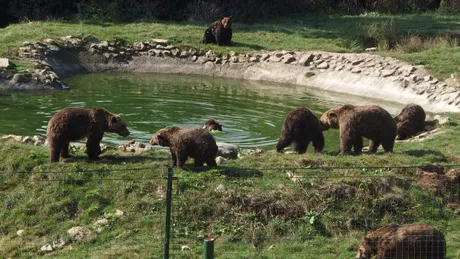 Rezervaţia de urşi de la Zarneşti se va deschide pentru turişti