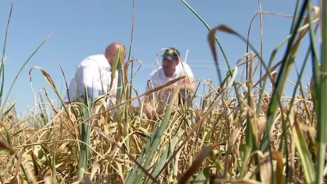 Fermierii din Iași afectați de seceta din anul 2020 trebuie să se grăbească să depună cererile pentru despăgubiri dacă vor să încaseze banii mai repede. Avertismentul specialiștilor