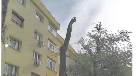 Primăria Municipiului Iași Arborii uscați și periculoși vor fi eliminați - GALERIE FOTO