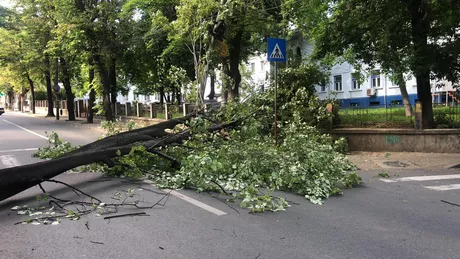 Exclusiv Trafic rutier blocat în Iaşi. Un copac a căzut pe strada Lascăr Catargi - FOTO LIVE VIDEO UPDATE