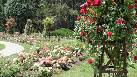 Imagini superbe cu soiuri de trandafiri și nuferi din Grădina Botanică Anastasie Fătu Iași - GALERIE FOTO EXCLUSIVĂ VIDEO