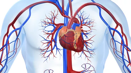 Experimentele au confirmat că un virus de obicei inofensiv poate ataca sistemul electric al inimii