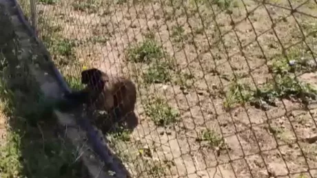 Un român a furat două maimuţe dintr-o grădină zoologică. Autorităţile spaniole l-au arestat - VIDEO