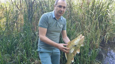 Silviu Gurlui fenomen îngrijorător Zeci de pesti de peste 4 kg si-au dat sfârșitul la mal - Galerie Foto