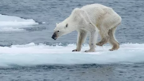 Viața urșilor polari este în pericol Cercetătorii avertizează că aceștia ar putea dispărea în anii următori