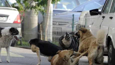 Femeia sfâșiată de 15 câini lângă lacul Veneția din Iași se aștepta să primească daune de peste 200.000 de lei După ce a trecut prin chinuri groaznice instanța i-a acordat doar 27.000 de lei