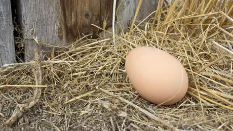 De ce nu mai fac găinile ouă