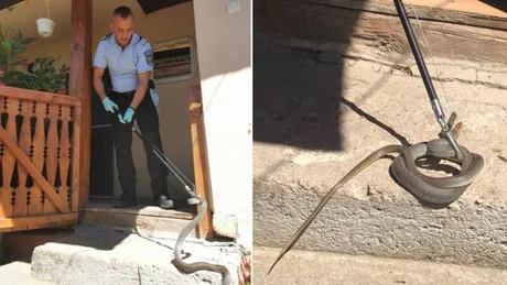 Un șarpe de 15 metri găsit în casa unei familii din Mehedinți Nu vă apropiați