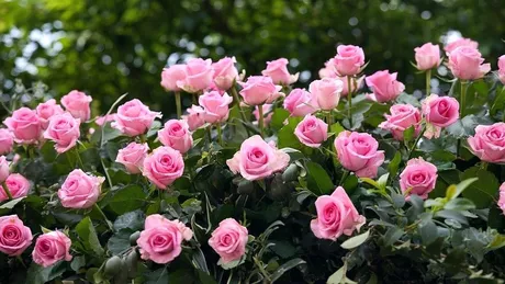 Trandafiri cum să îi îngrijeşti ca să aibă înflorire abundentă