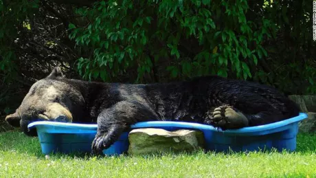 Un urs negru a fost surprins relaxându-se într-o piscină pentru copii - VIDEO
