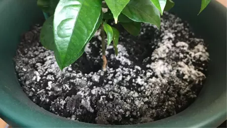 Mucegai alb. Ataca plantele din ghiveci - VIDEO