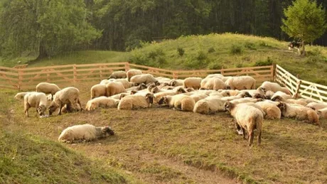 Crescătorii de ovine din Iași afectați de pandemia de COVID-19 primesc ajutoare financiare de până la 2.500 de euro dacă au în fermă minimum 500 de capete