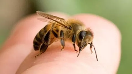 De ce albina moare după ce înțeapă. Cum se poate trata durerea