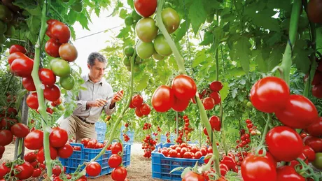 Producătorii din Iași primesc mai mulți bani în programul Tomata ciclul II. Cei 3.000 de euro la hectar sunt înlocuiți cu 7.000 de euro pe fermă