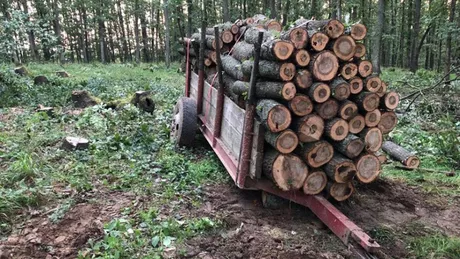 Hoții de lemne din pădurile din Iași pot fi prinși cu ajutorul aplicației SUMAL. Sistemul informațional integrat de urmărire a materialelor lemnoase SUMAL este operațional