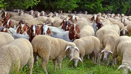 Crescătorii de ovine și caprine din Iași primesc avansul din subvenții de la APIA. Suma încasată de fermieri este de minimum 3.000 de lei pe fermă