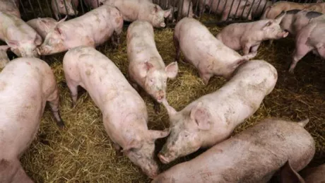 Pesta porcină africană face ravagii în România. Au fost depistate zeci de focare