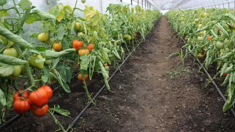 Banii pentru legumicultorii din Iași înscriși în programul Tomata au fost investiți în noi sisteme de încălzire. Producătorii au primit 11 milioane de lei pentru roșiile cultivate în sere