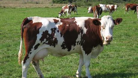 Rasele de vaci aduse din străinătate care le pot aduce profit de zeci de mii de euro fermierilor din Iași. Au plătit pe un singur exemplar 1.000 de euro