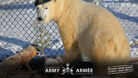 Un urs polar a fost avansat în grad de armata. Juno are gradul de caporal al Armatei Canadiene