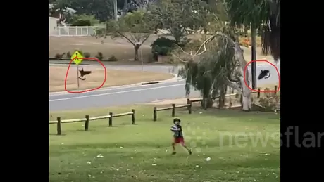 Două coţofene au pus pe fugă un băieţel într-un parc din Australia - VIDEO