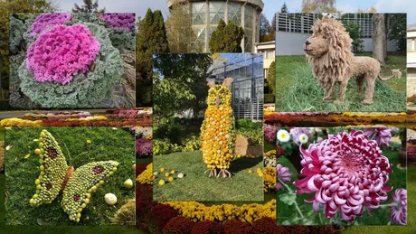 Ultima șansă să admirați expoziția Flori de toamnă din Grădina Botanică Iași. Deja 26.325 de persoane au ales să admire frumusețea naturii din Copou GALERIE FOTO EXCLUSIV