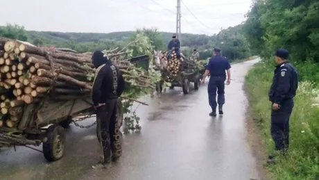 Nicio zi fără hoți de lemne opriți în trafic. Polițiștii din Iași au ridicat mai mulți metri cubi de material lemnos în vederea confiscării