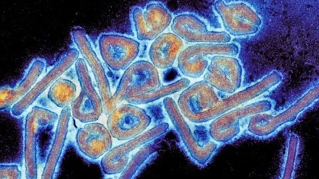 Chapare virusul mortal apropiat de Ebola îngrijorează oamenii de știință