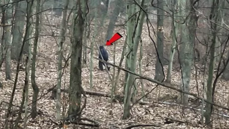 Un proiect de lege din SUA ar putea stabili un sezon de vânătoare de Bigfoot