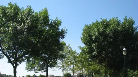 Arborii stradali aproape de casa pot reduce riscul depresiei